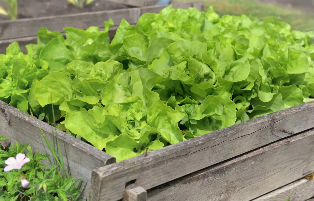lettuce garden container