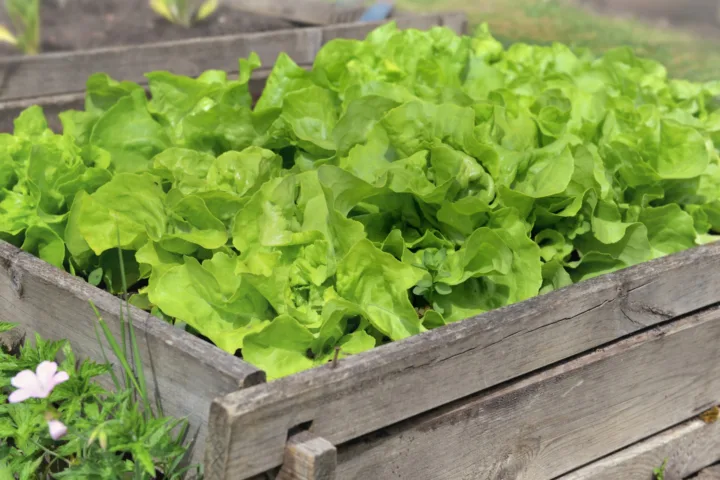 lettuce garden container