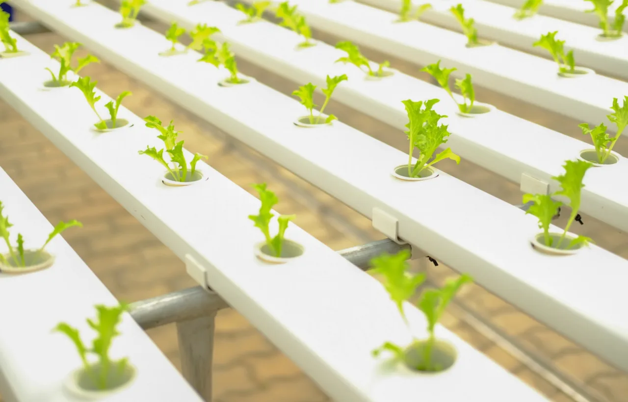 lettuce growing container