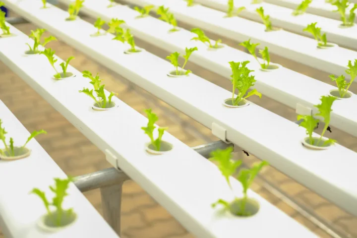 lettuce growing container
