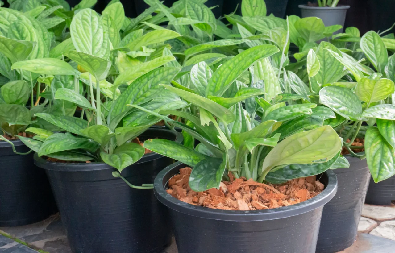 licorice plant container