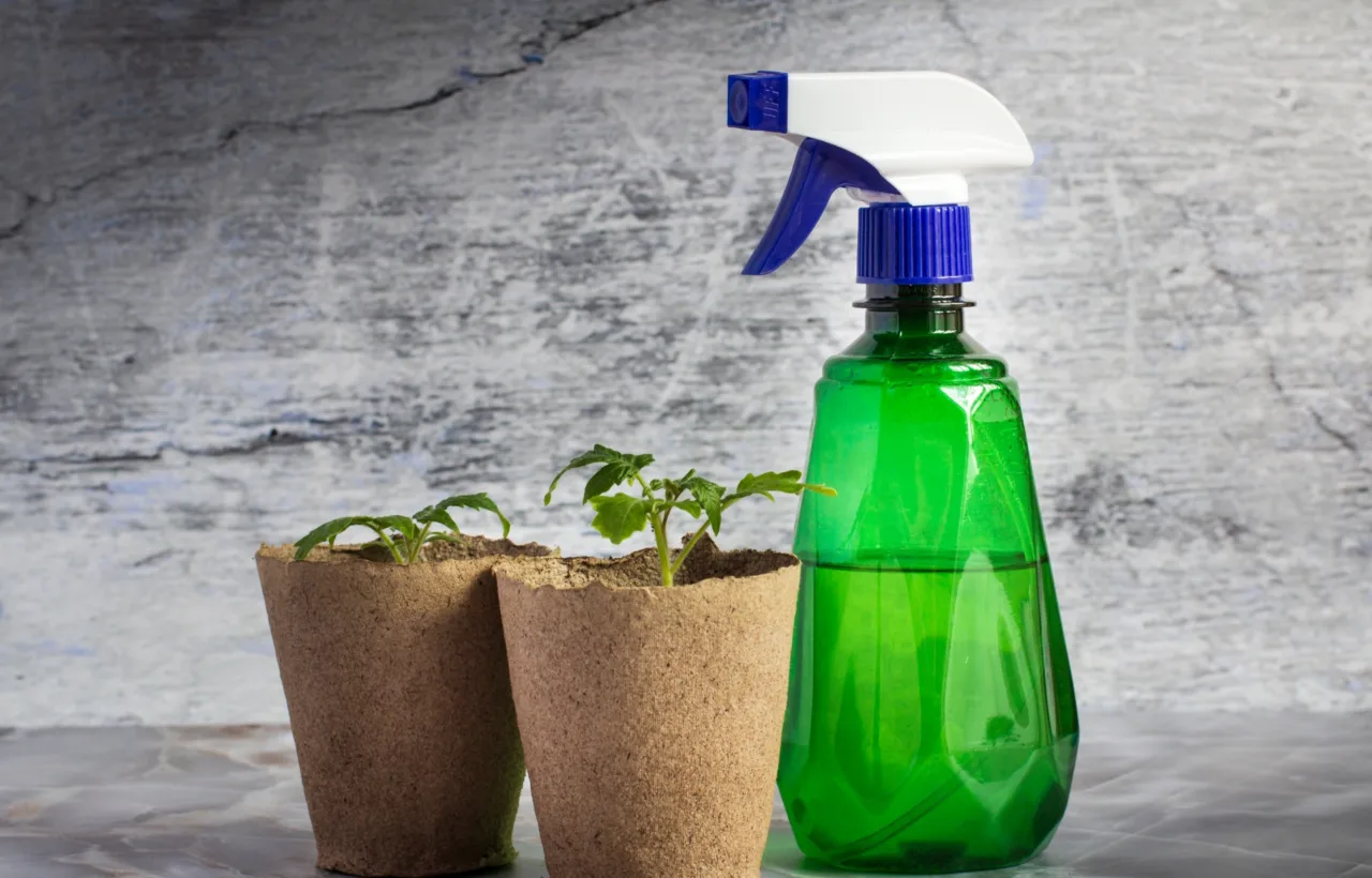 mosquito repelling plants container