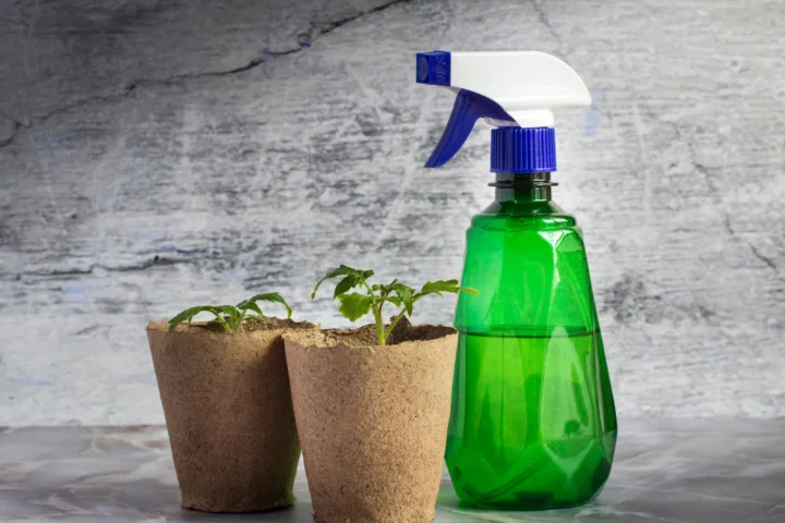mosquito repelling plants container