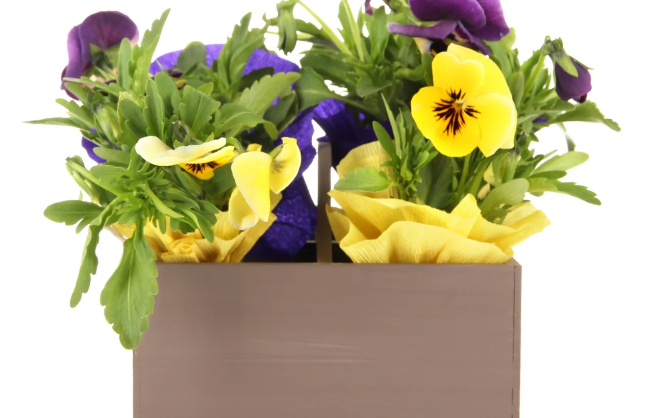 pansy container ideas