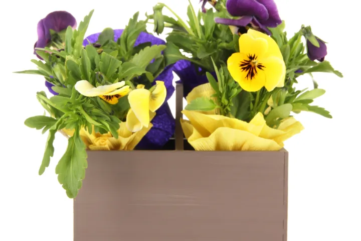 pansy container ideas