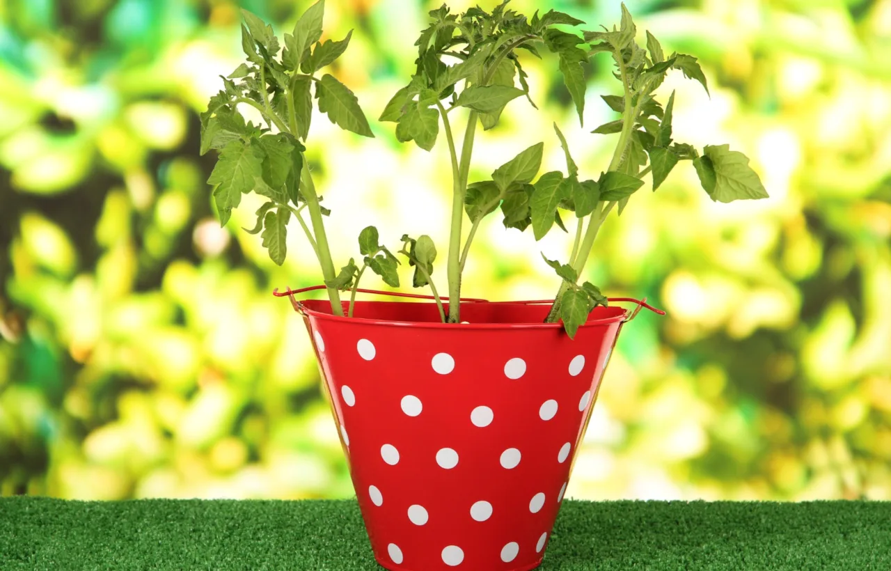 part sun container plants