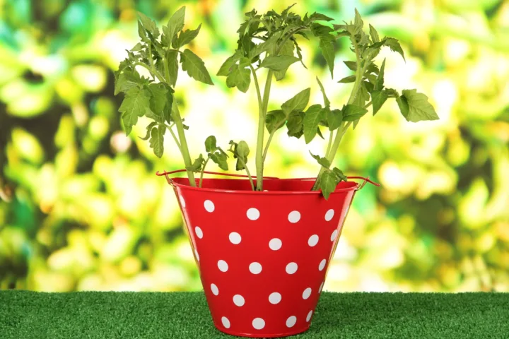 part sun container plants