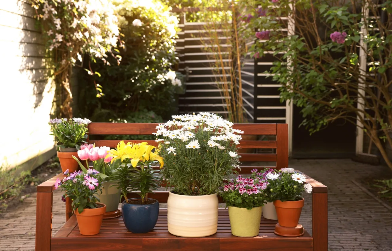 patio container garden