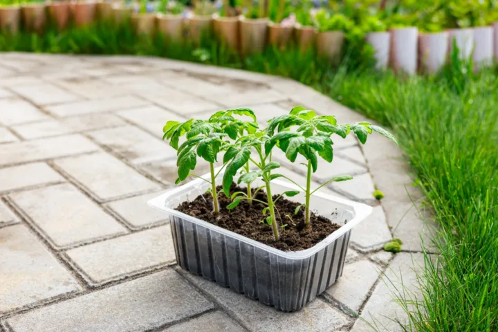 patio container gardening