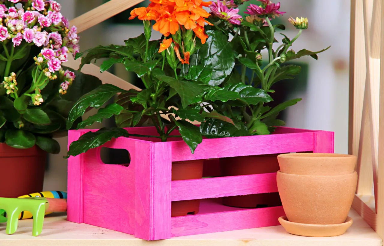 perennial container ideas