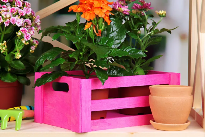 perennial container ideas