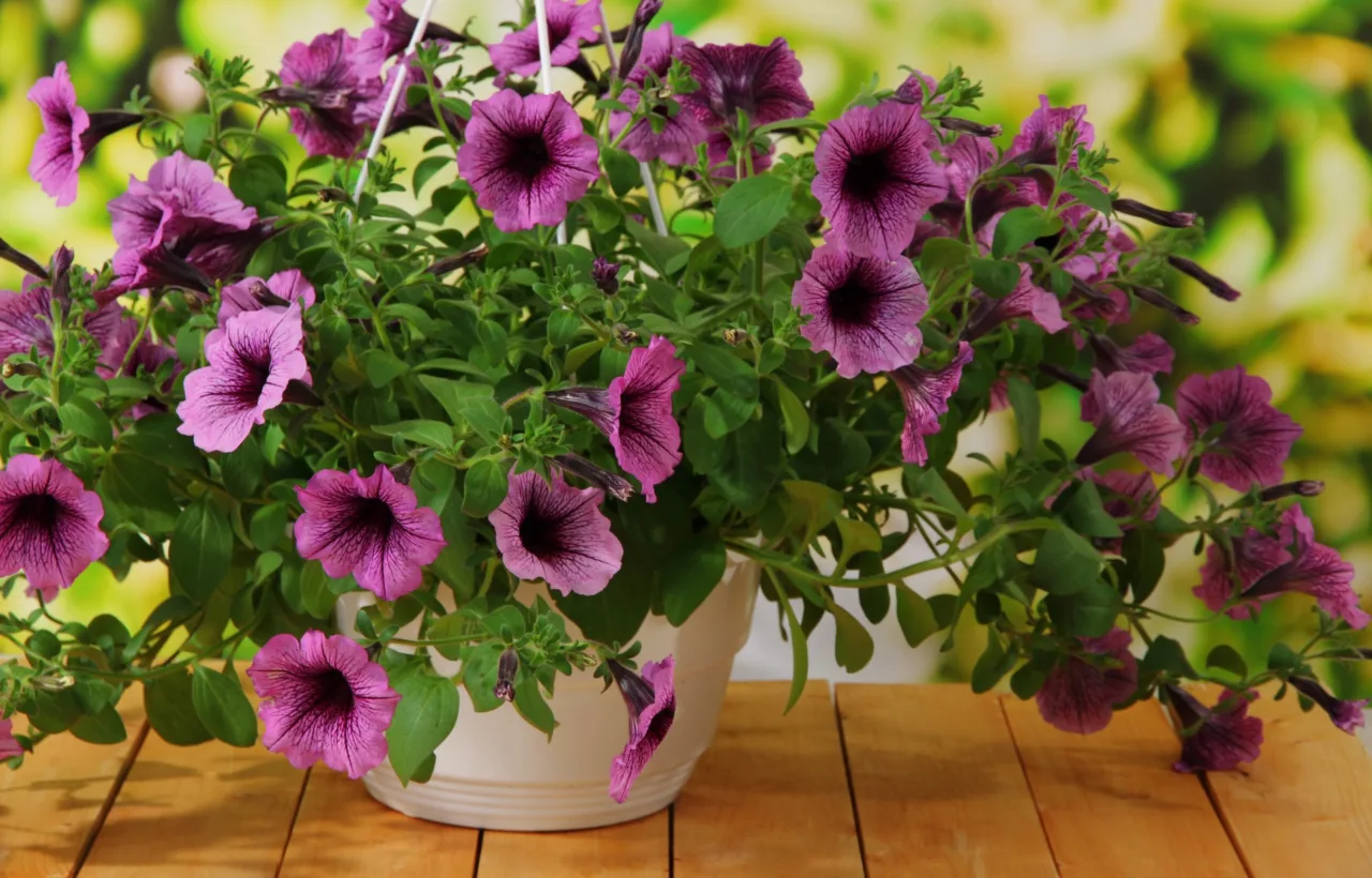 petunia container ideas