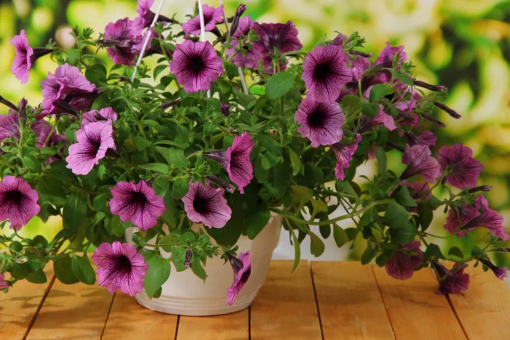 petunia container ideas