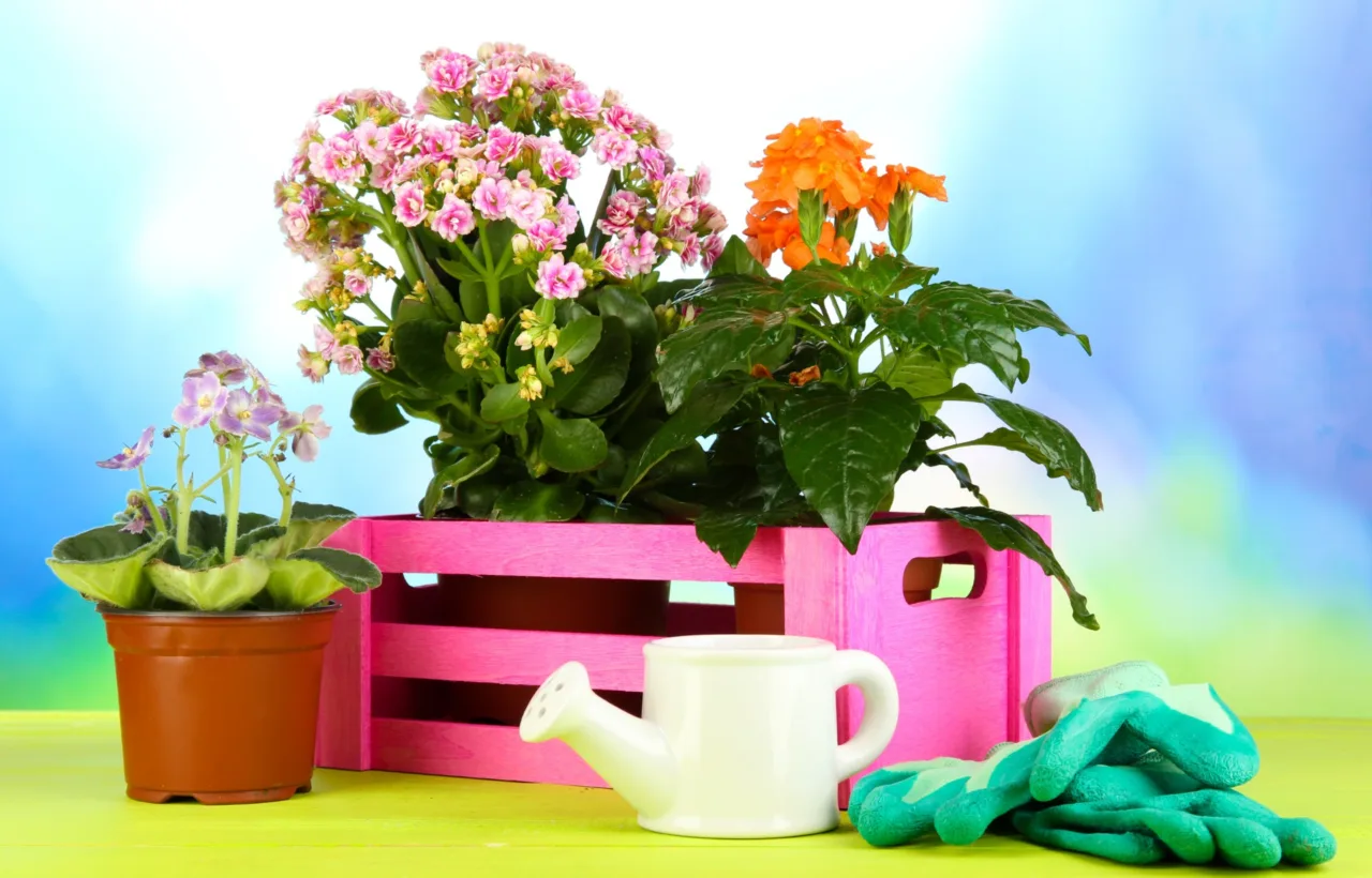 plant container ideas
