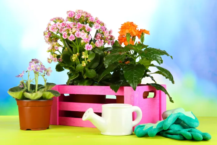 plant container ideas