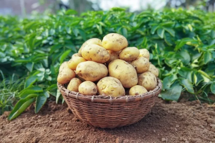 potato container garden