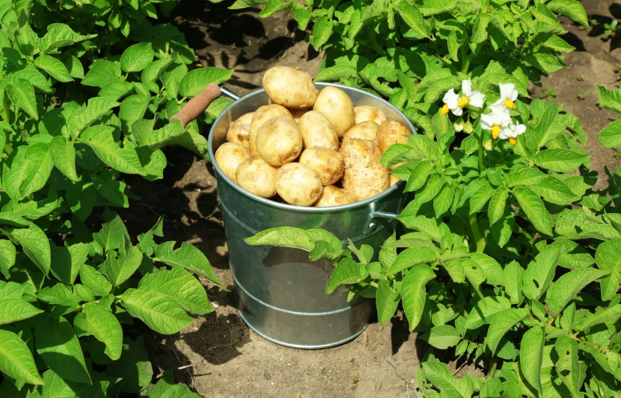potato gardening container