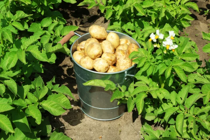 potato gardening container
