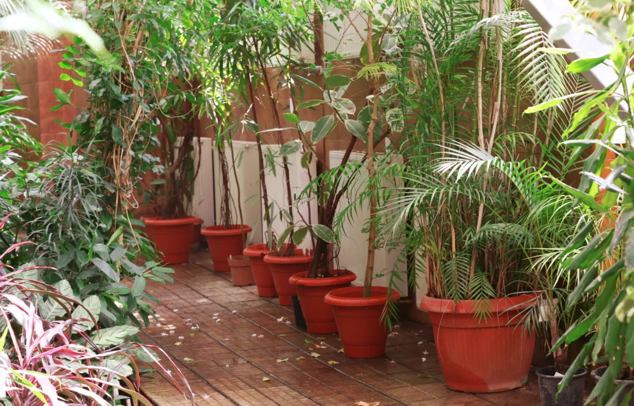 shade container garden ideas