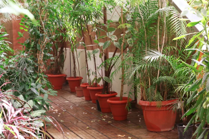 shade container garden ideas