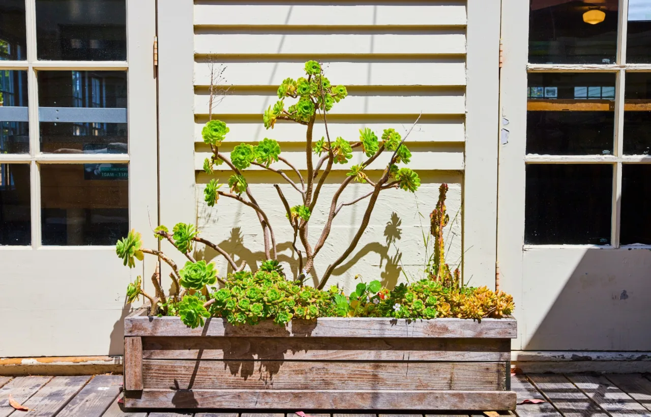 shade container plants porches