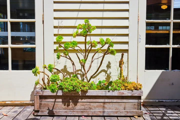 shade container plants porches