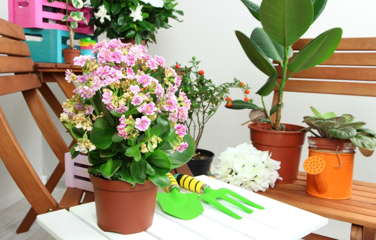 shade planters ideas container plants