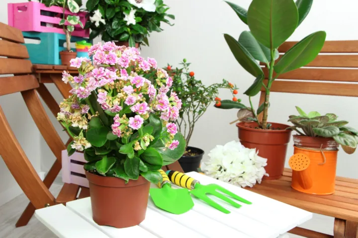 shade planters ideas container plants