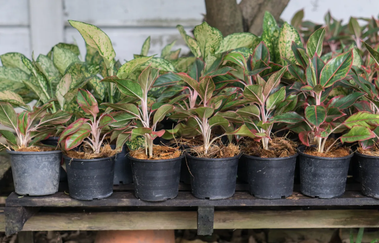 shade plants container