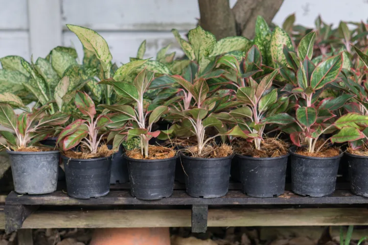 shade plants container