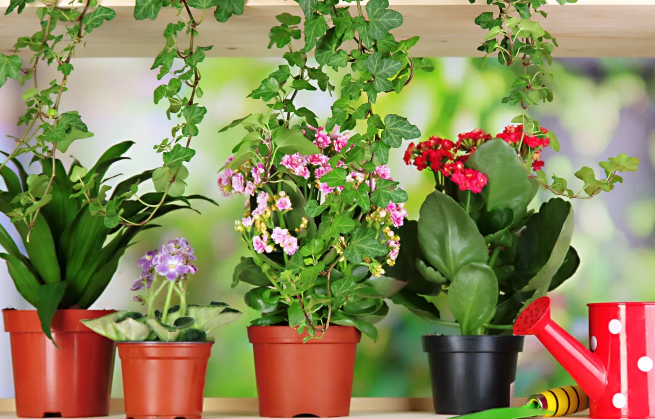 shady porch container plants