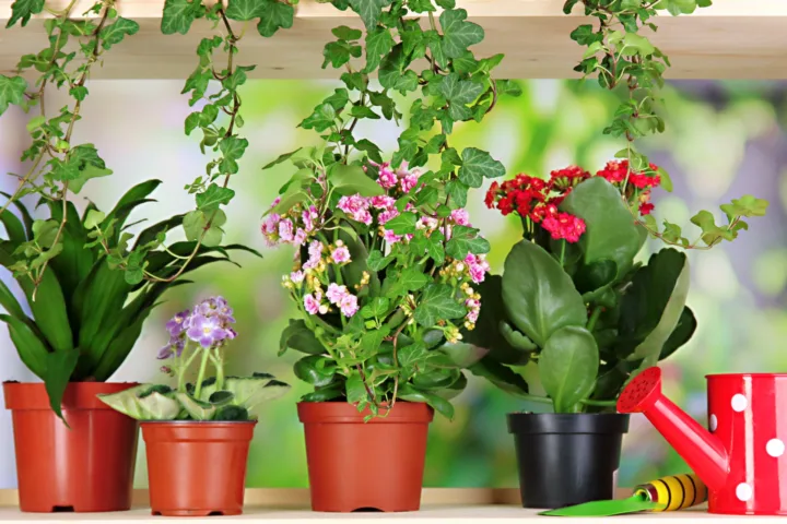 shady porch container plants