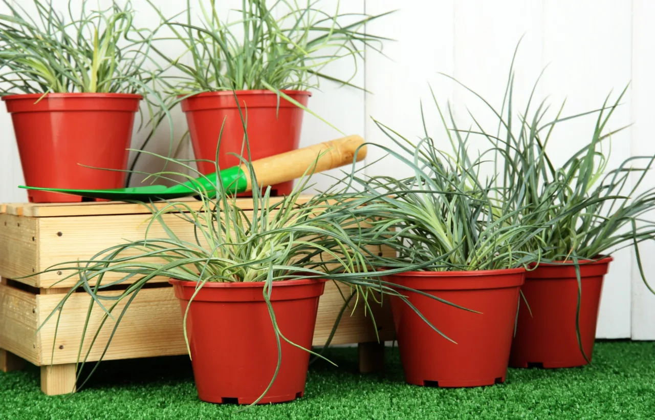 small container garden