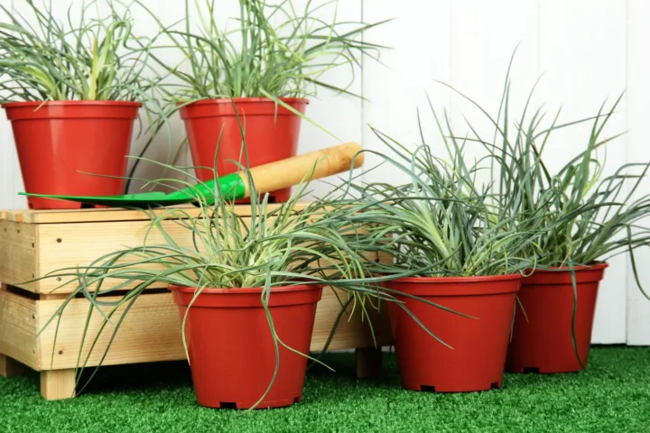 small container garden