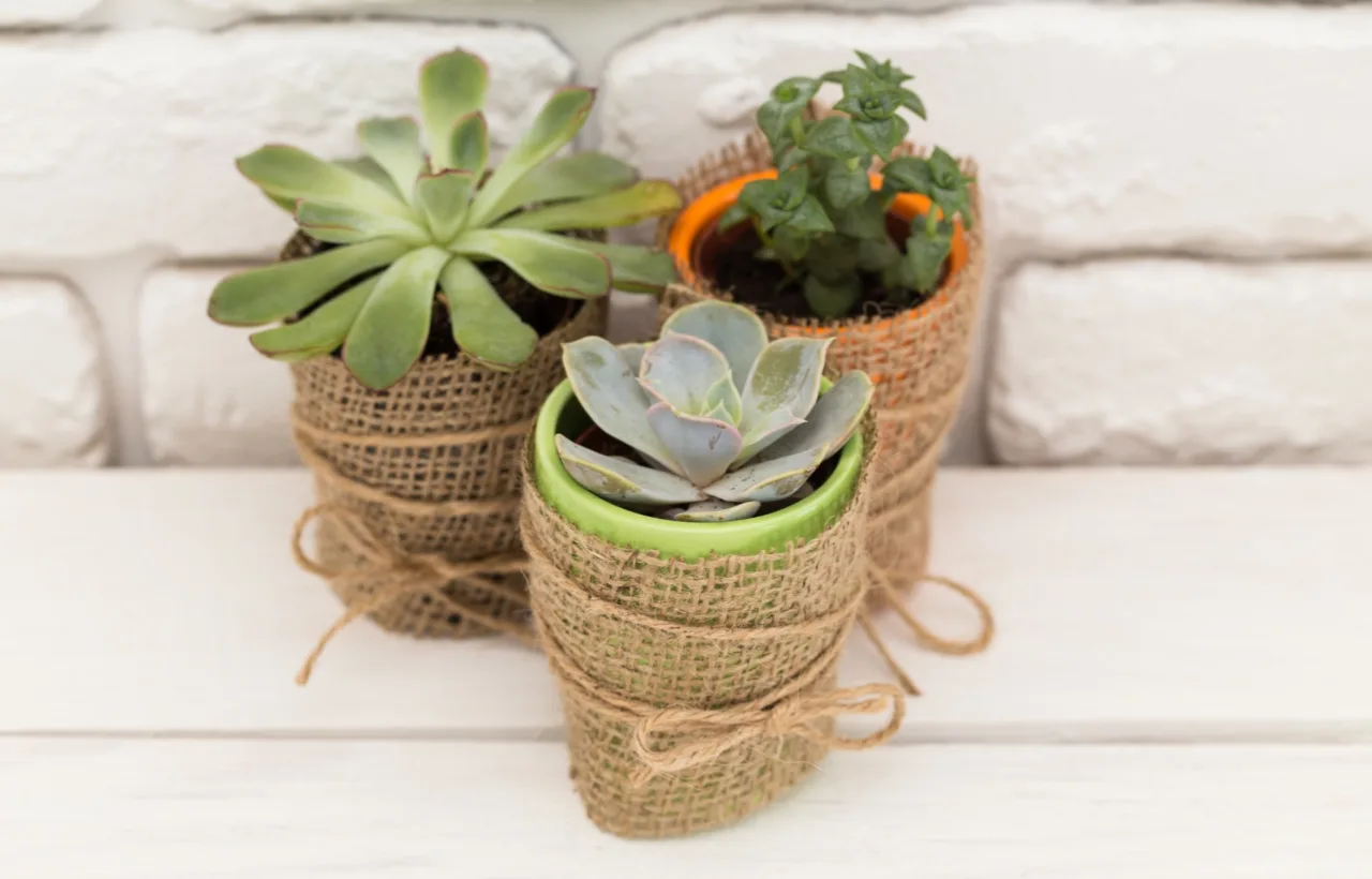 small container garden ideas