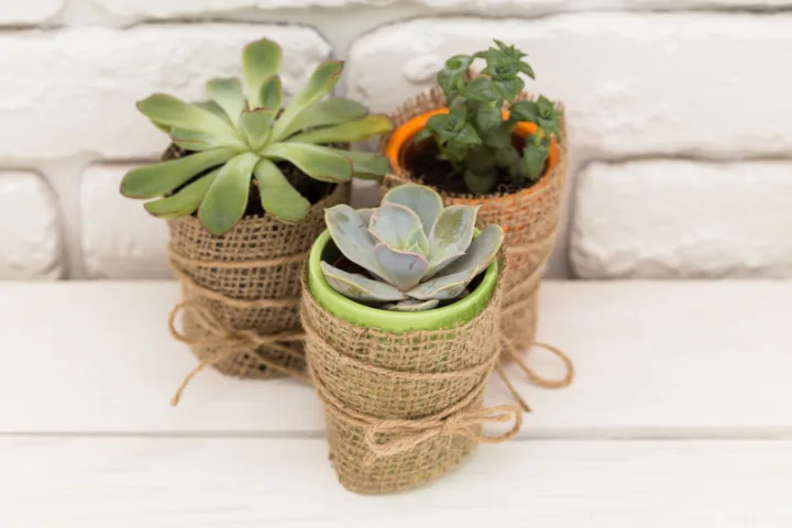 small container garden ideas