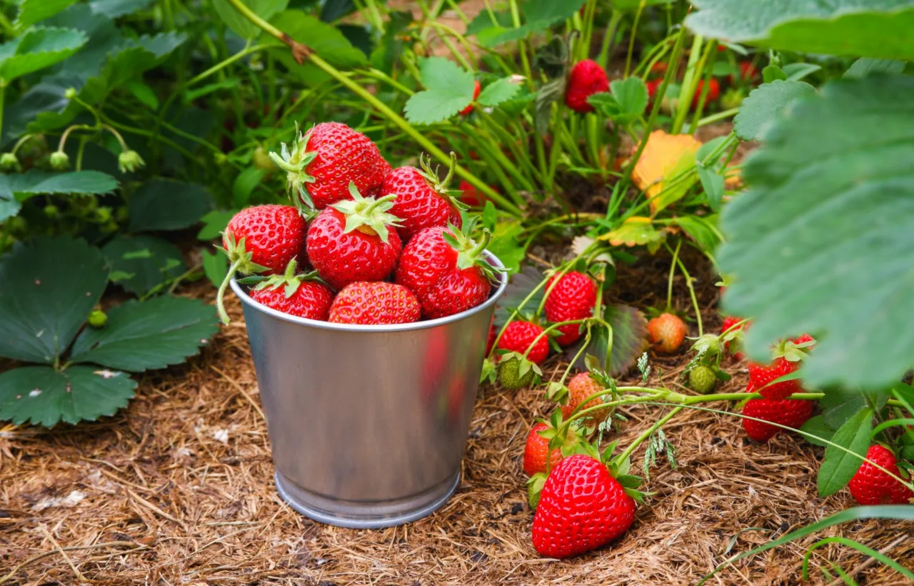 strawberry container garden
