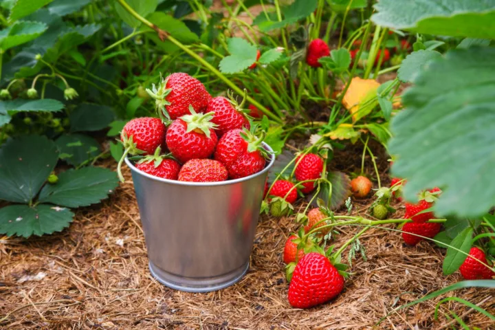 strawberry container garden