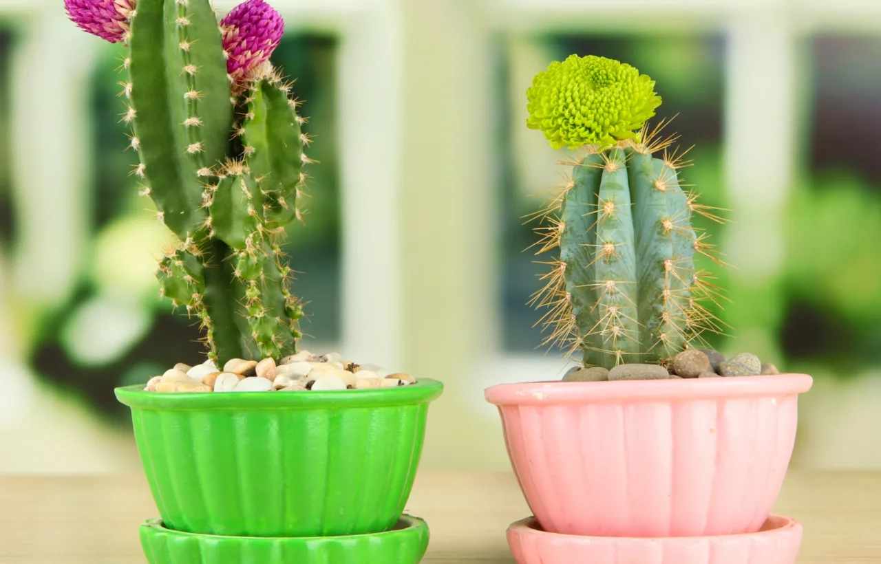 succulent container ideas
