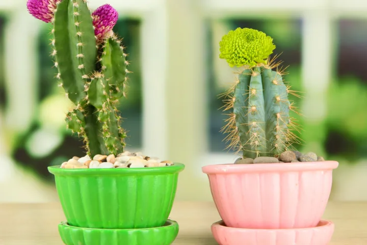 succulent container ideas