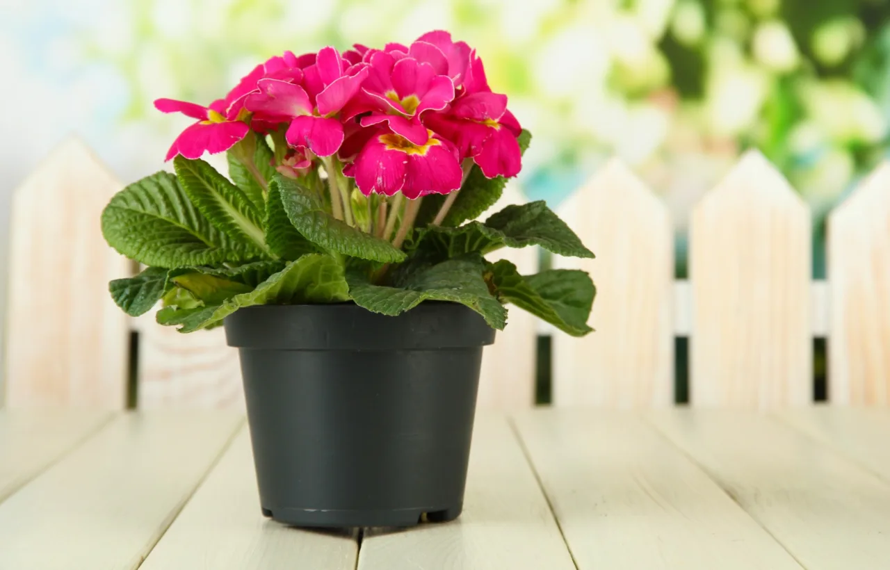 sunpatiens container ideas