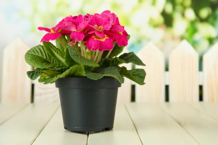 sunpatiens container ideas