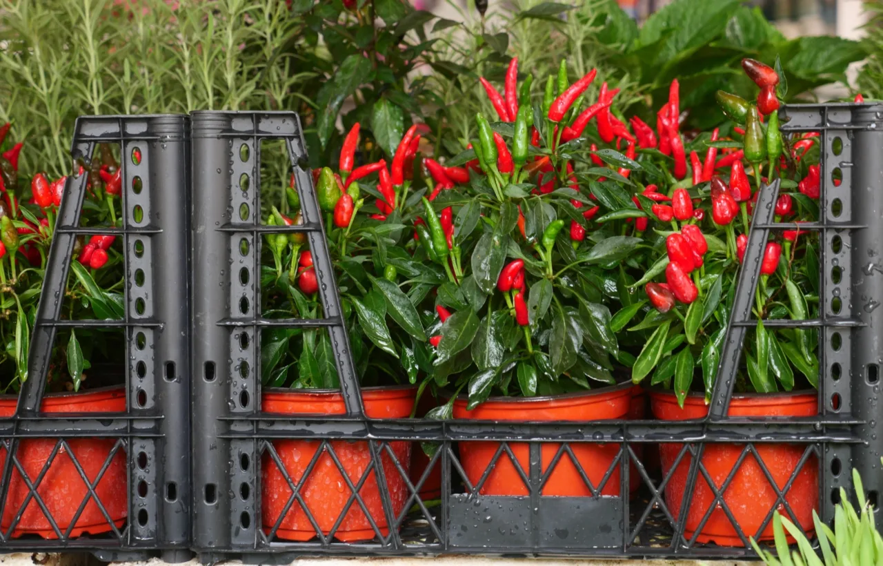 tall container planting ideas