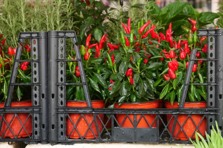 tall container planting ideas