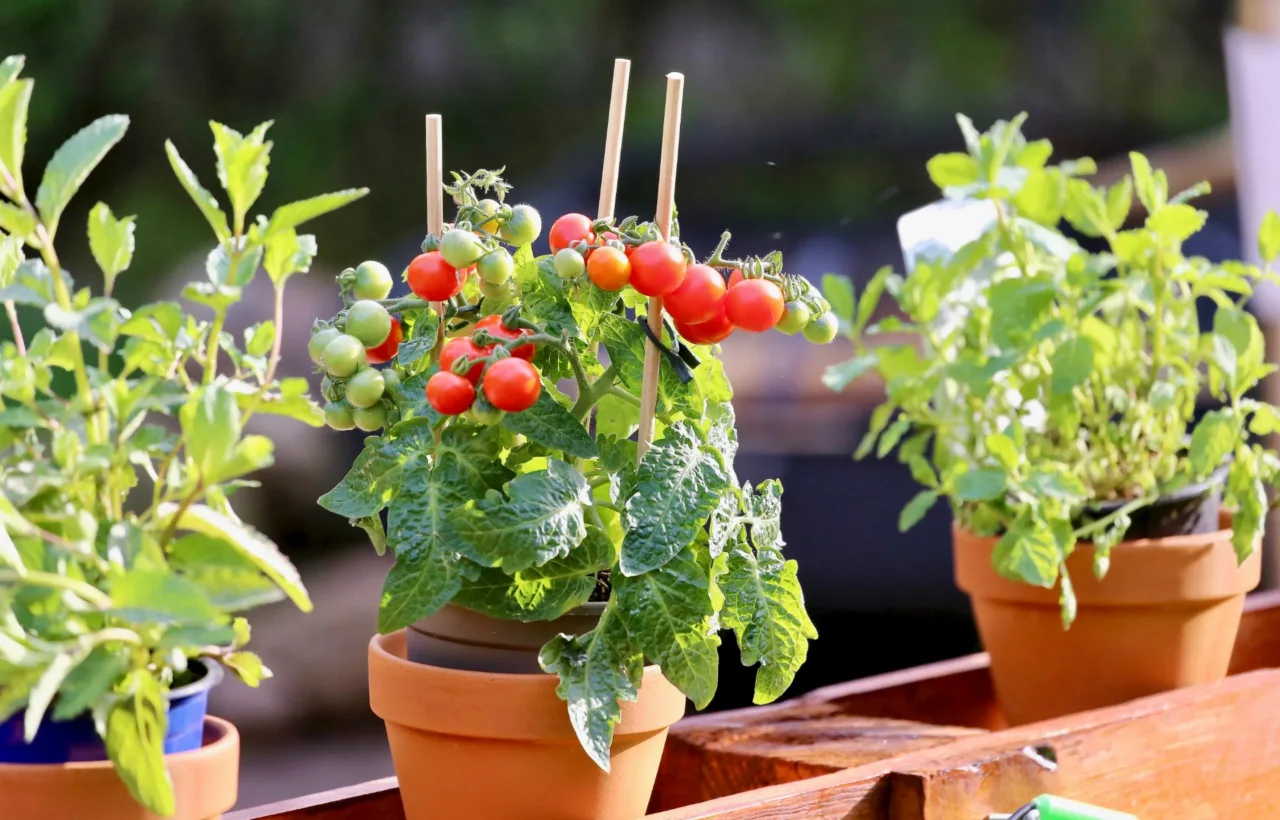 tomato container gardening