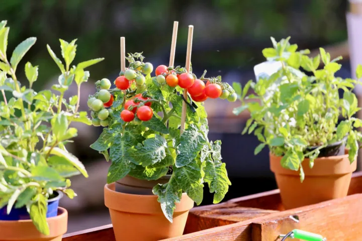 tomato container gardening