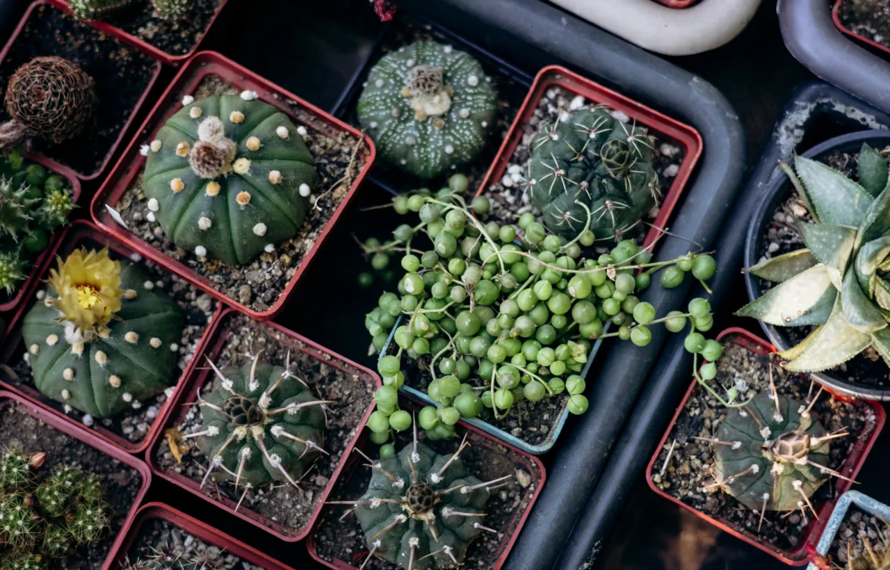 trailing plants outdoor container