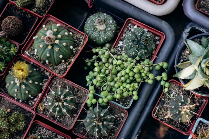 trailing plants outdoor container