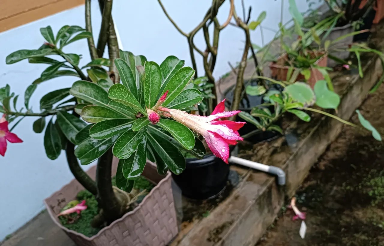 tropical container garden