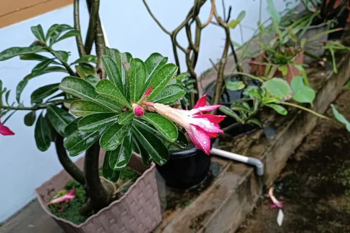 tropical container garden
